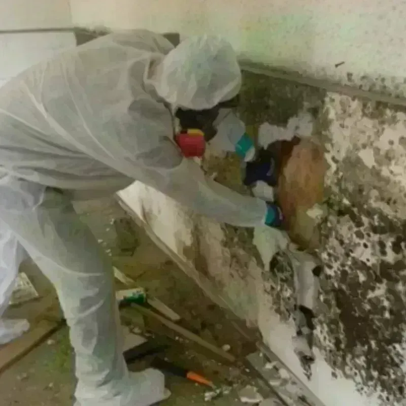 Mold Remediation and Removal in Algonquin, IL